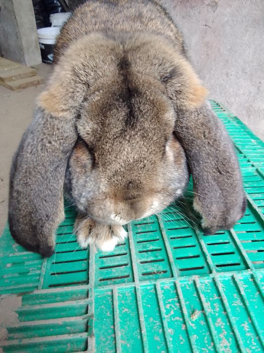 Sprzedam lub zamienię