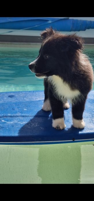 Último Border collie macho, linhagem de exposição