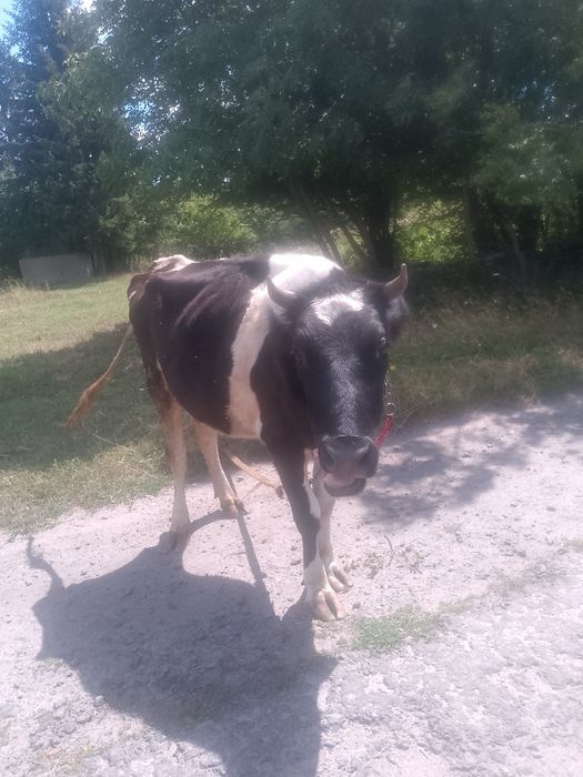 Продається первістка