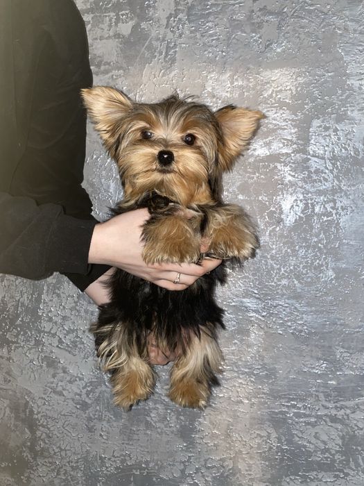 Йорк.  дівчатка міні