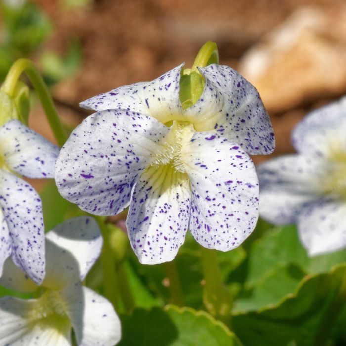 Fiołek motylkowaty 'Freckles' (Viola sororia) Doniczka 1.0L