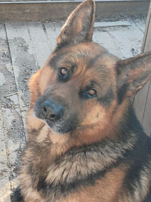 В'язка німецька вівчарка