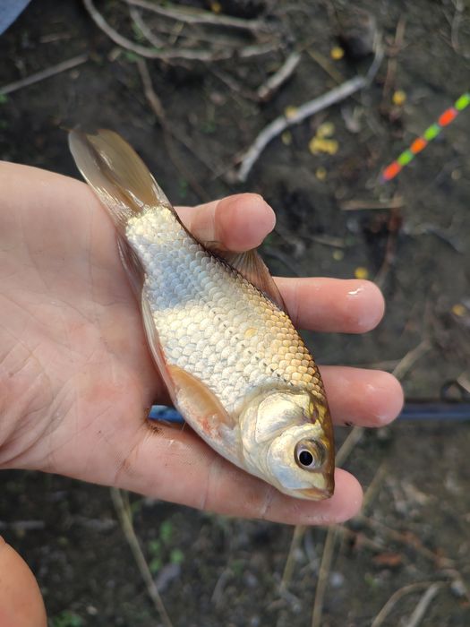 Narybek karasia srebrzystego