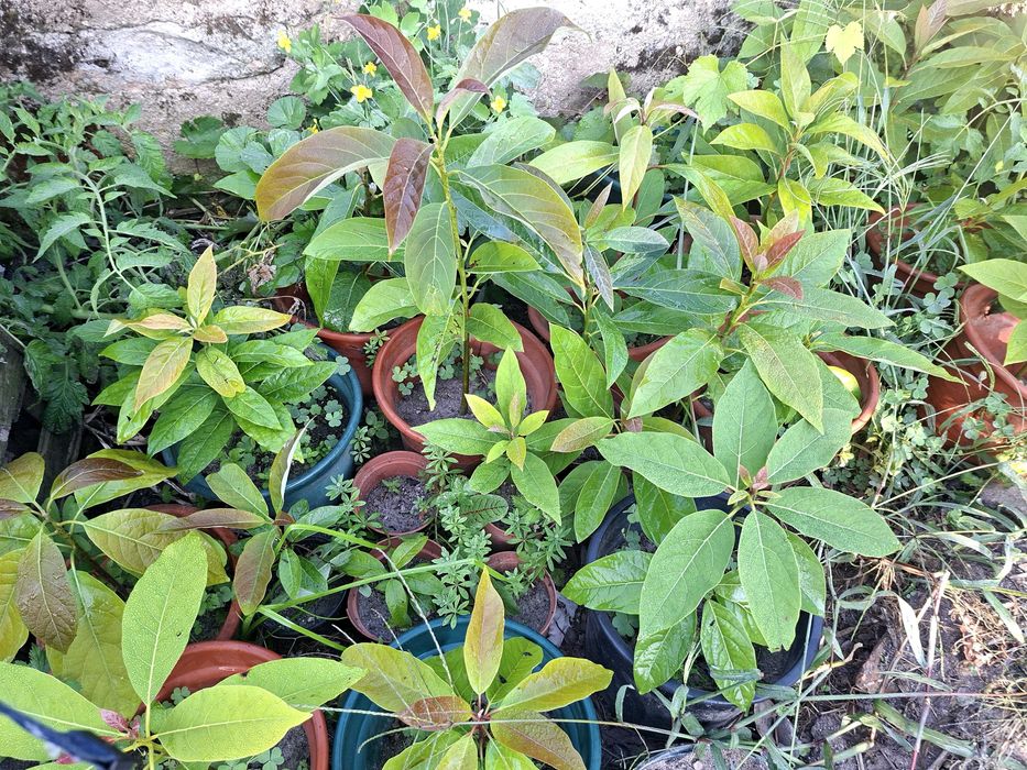 Abacateiros para venda