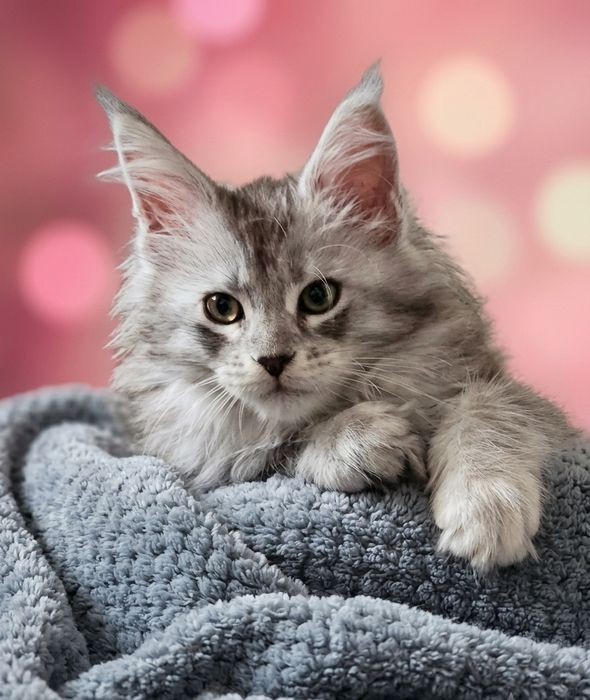 ANA Kotka Maine coon