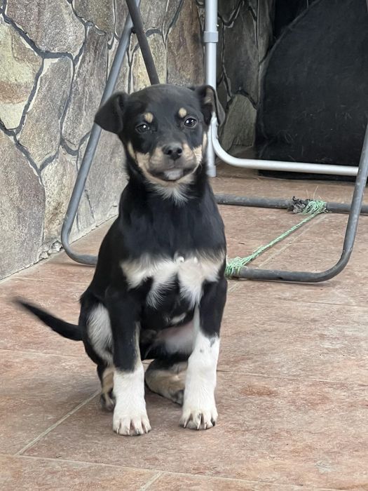 Цуценятка у хороші руки