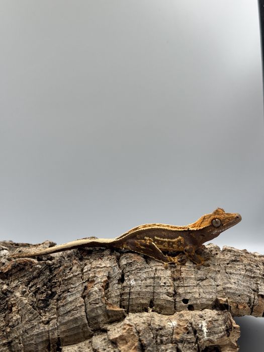 Gekony orzesione wlasna hodowla