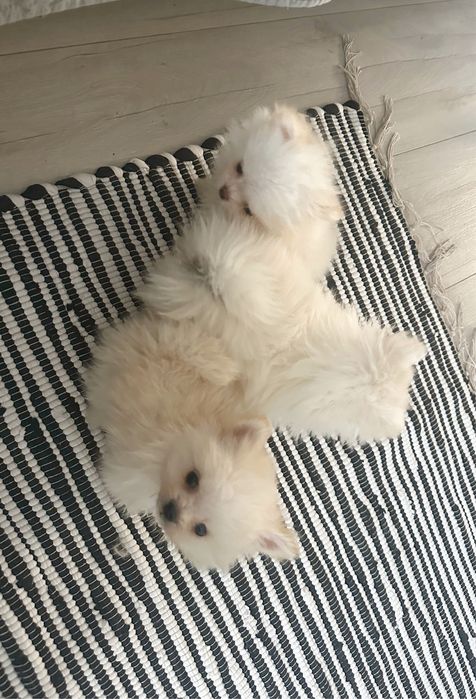 Цуценятка померанці крем