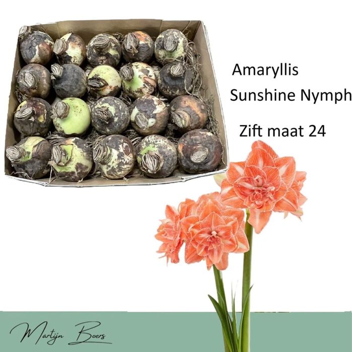 Гіпеаструм,каланхоє,діантус,ардізія,кислиця