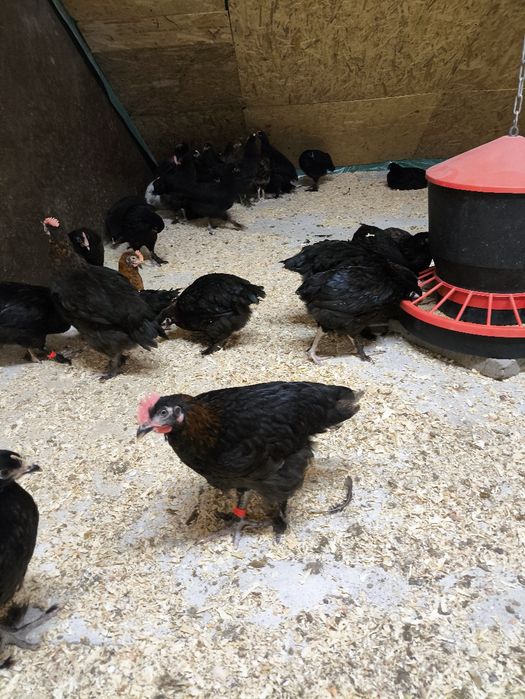 Koguty marans młode