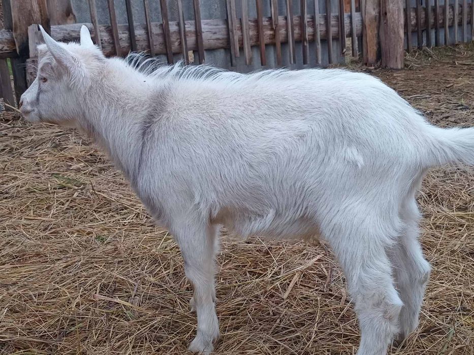 Продаю генетично безрогих козла і козлика