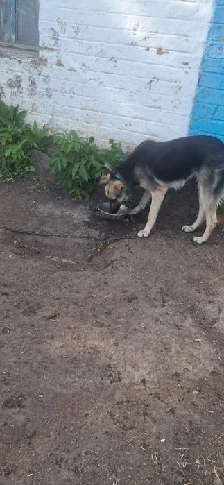 Віддам в добрі руки