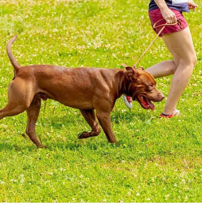 В'язка. Американський пітбультер'єр.