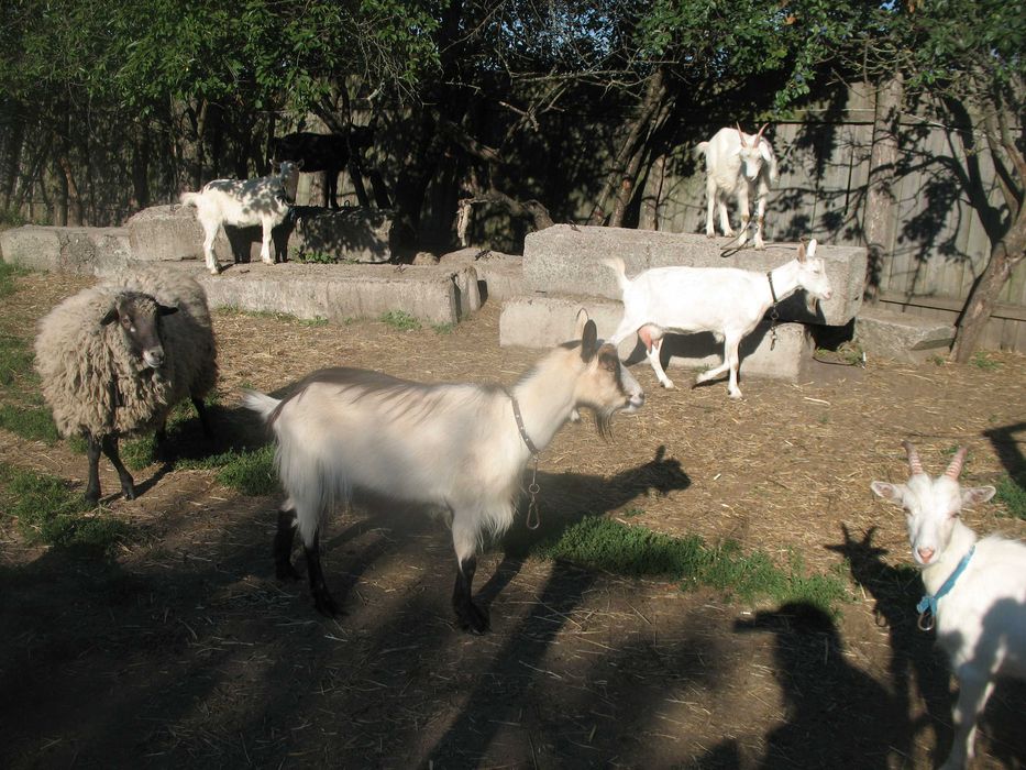 Продам недорого коз,козлят,барашков