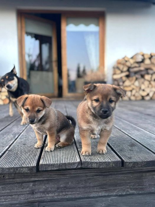 Shiba 2 chlopakow 7 tygodni, ksiazeczka, wspaniala krzyzowka.