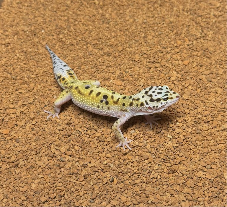 Gekon lamparcci Eublefar- mlode oraz podrostki