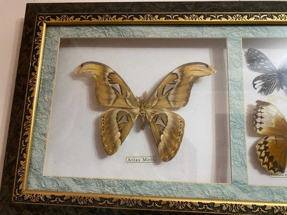 Quadro borboletas de coleção