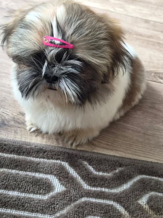 Shih tzu/Uroczy maluszek