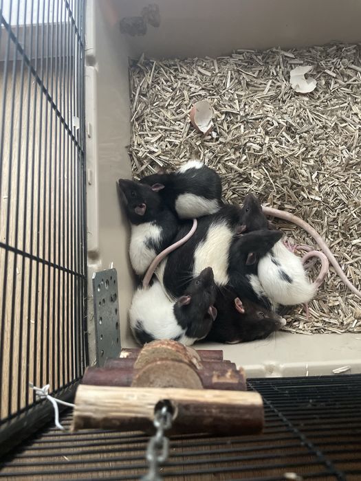 Sprzedam szczurki Dumbo