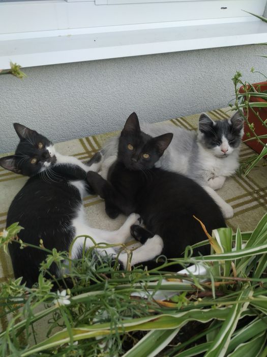 Котики в найкращі руки