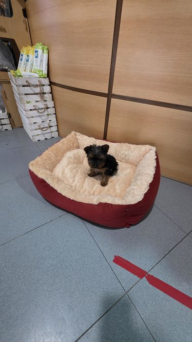Yorkhire terrier fêmea mini