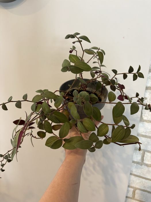 Trzykrotka baby bunny