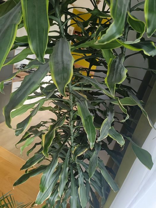 Dracena Golden Coast, wys.2,5m, duży, wysoki kwiat