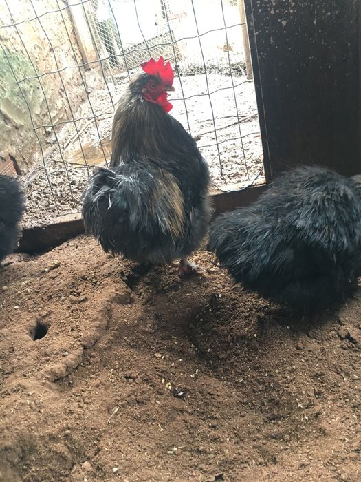 Galo Pekin adulto €15