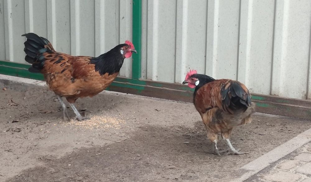 Пропоную півні Форверк