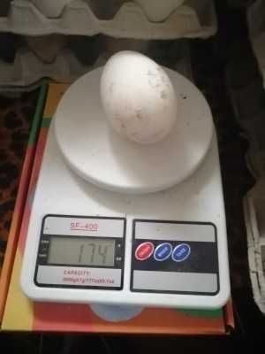 опт на гусяче яйце