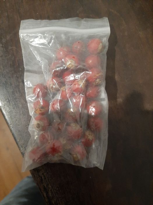 Sementes de palmeira elegante archontophoenix cunningham