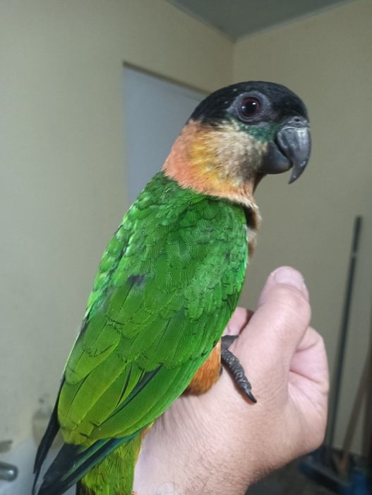 Marianinha cabeça preta de 2025 .