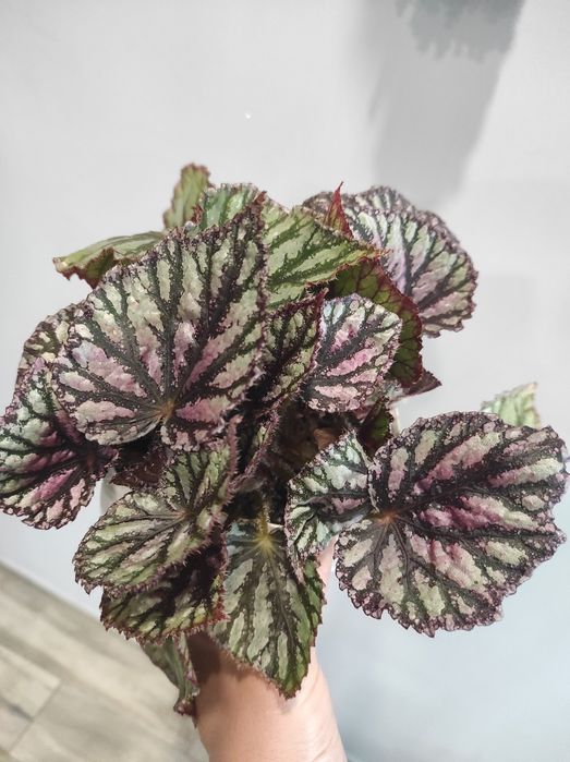 Begonia cała roślina