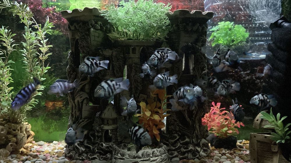 Срочно!!!Сапфировых попугаев