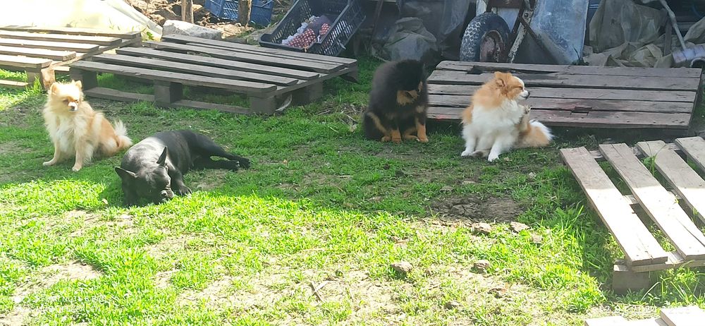 В'язка хлопчик шпіц чорно підпалий