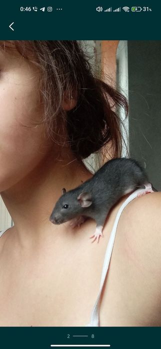 крысы крыски крысята дамбо