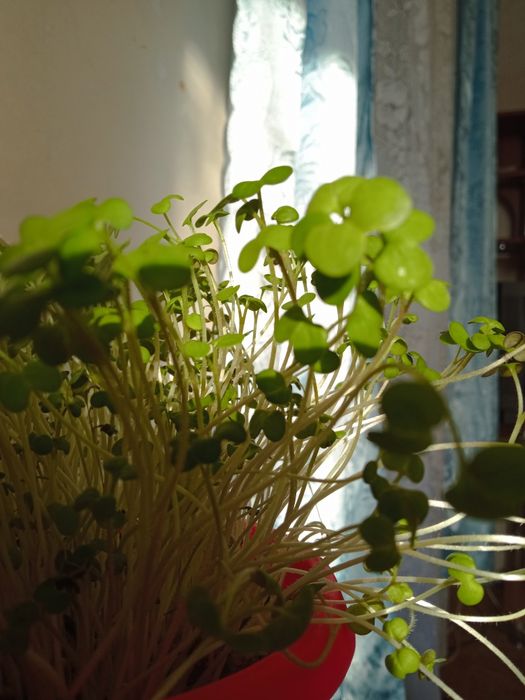 Зелень гірчиці свіжа