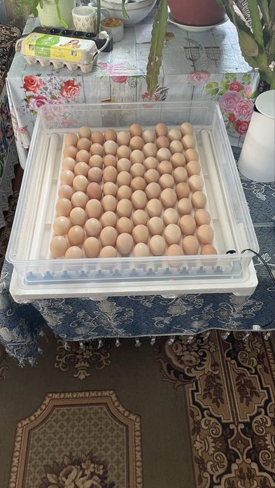 Інкубатор автоматичний ПТАХА БУ