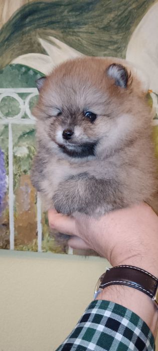 Spitz Alemão Anão ou Lulu da Pomerânia