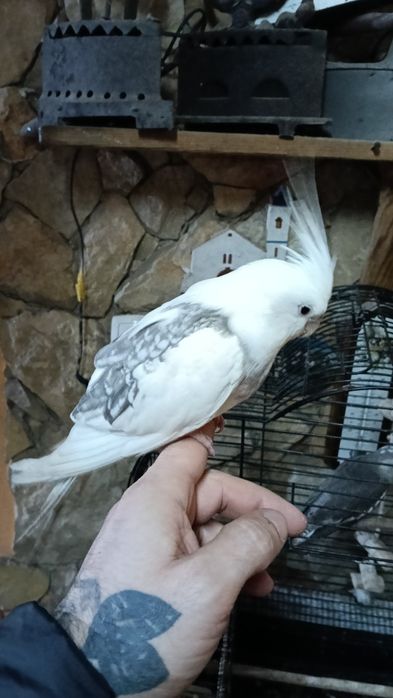 Canários, piriquitos,diamantes gold,mandarins,caturras,  domesticadas