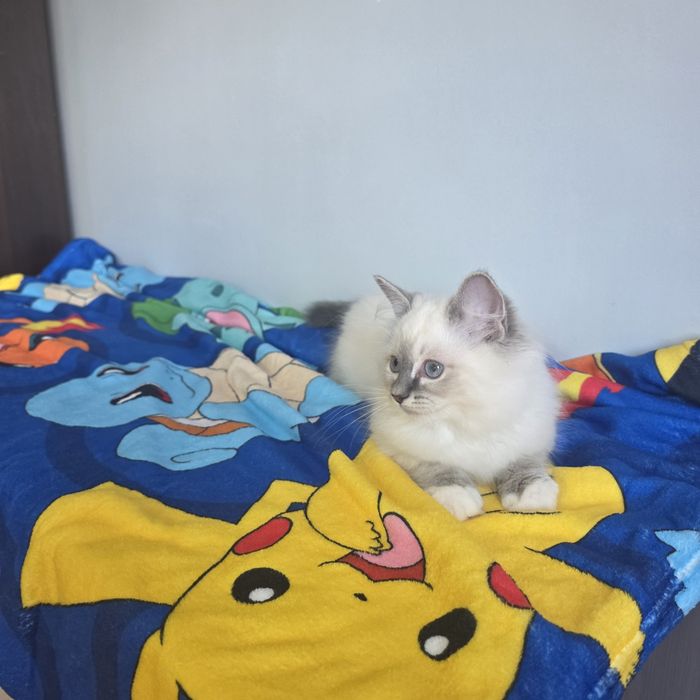 Śliczny kocurek Ragdoll