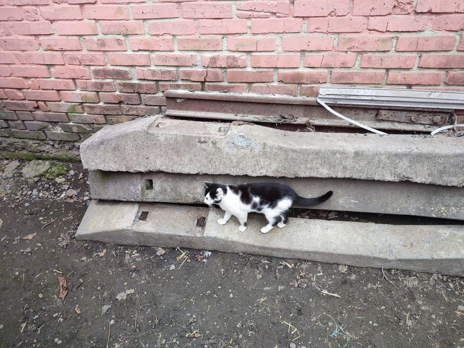 Шпали бетонні 5 шт