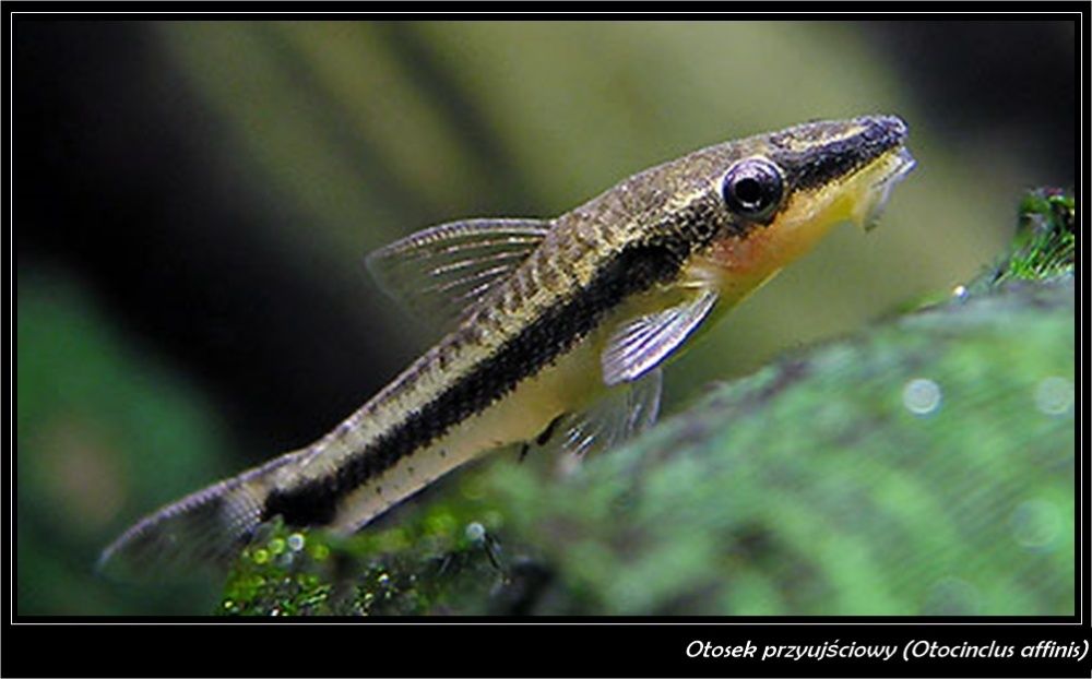 Otosek przyujściowy - Otocinclus affinis