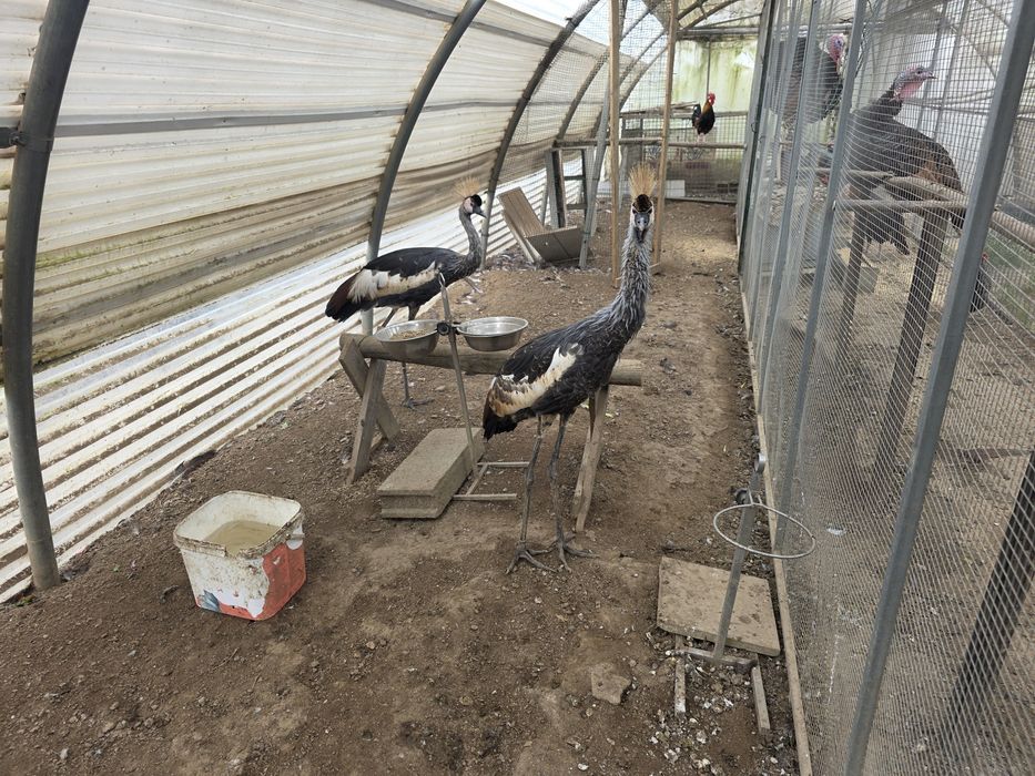 Grous coroados machos