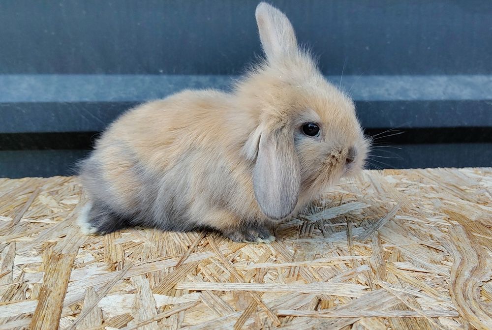 Malutkie Króliczki MINI LOP odrobaczone zaszczepione