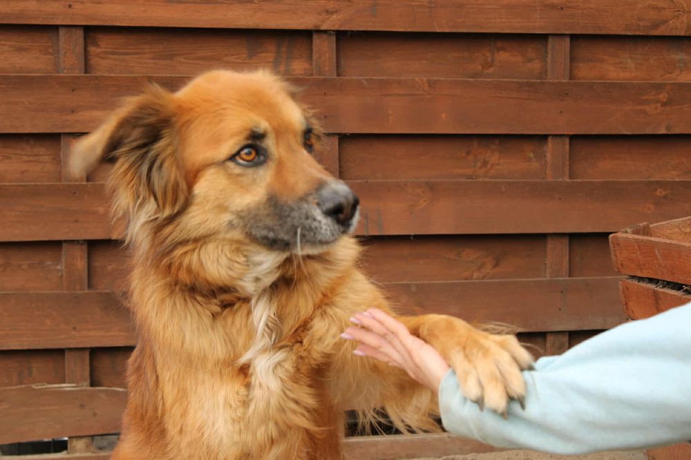 Supeł szuka kochającego domu!