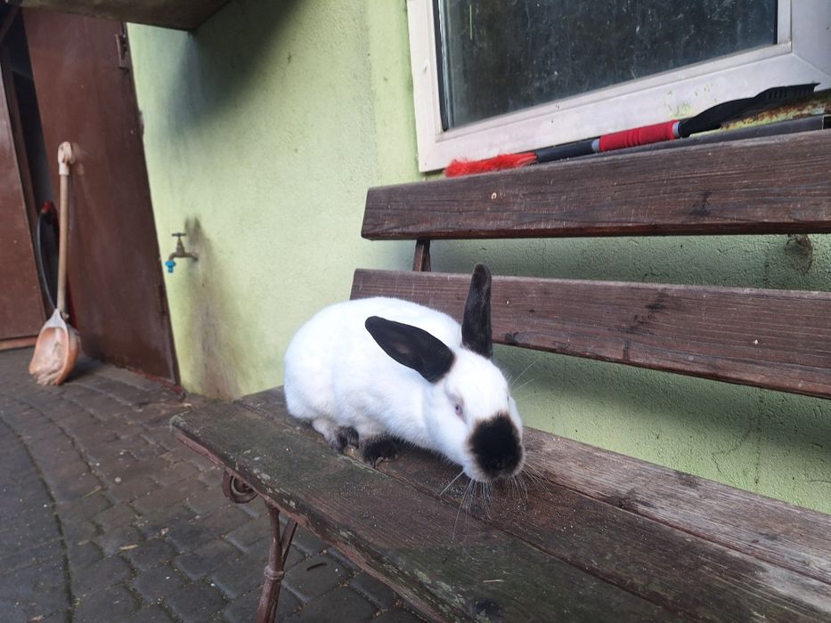 Króliki kalifornijskie