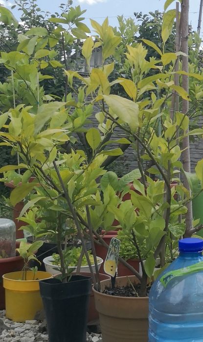 Рослина Кумкват, Лайм, Каламондін, Лимон