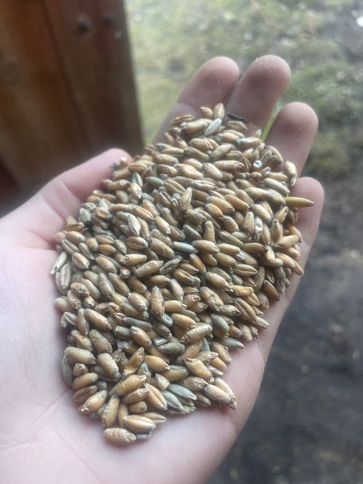 Pszenżyto worek/50 zł