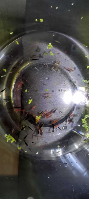 Krewetki Neocaridina Kundelki poselekcyjne mix